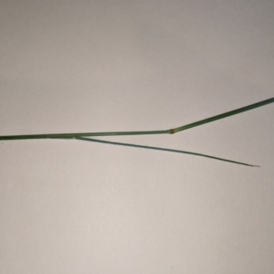 Eragrostis curvula at Higgins, ACT - 9 Nov 2019