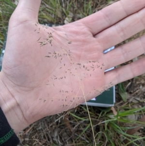 Eragrostis curvula at Higgins, ACT - 9 Nov 2019