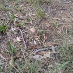 Eragrostis curvula at Higgins, ACT - 9 Nov 2019 05:40 PM