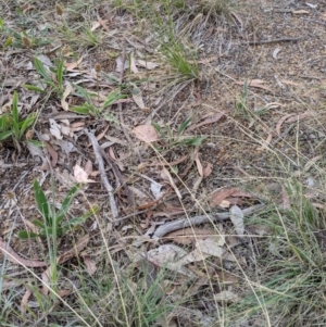 Eragrostis curvula at Higgins, ACT - 9 Nov 2019