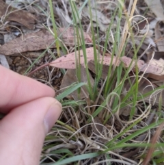 Eragrostis curvula at Higgins, ACT - 9 Nov 2019 05:40 PM