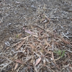 Aira elegantissima (Delicate Hairgrass) at Higgins, ACT - 9 Nov 2019 by MattM