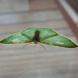 Chlorocoma melocrossa at Yass River, NSW - 9 Nov 2019 04:49 PM