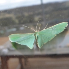 Chlorocoma melocrossa at Yass River, NSW - 9 Nov 2019 04:49 PM