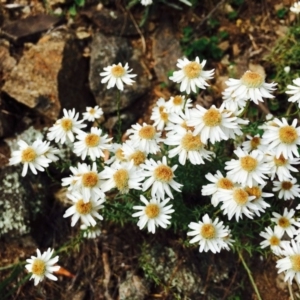 Rhodanthe anthemoides at Stromlo, ACT - 9 Nov 2019 12:00 AM