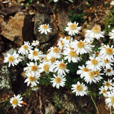 Rhodanthe anthemoides (Chamomile Sunray) at Bullen Range - 8 Nov 2019 by RWPurdie