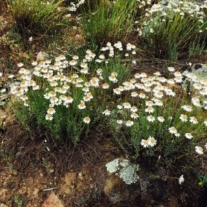 Rhodanthe anthemoides at Stromlo, ACT - 9 Nov 2019