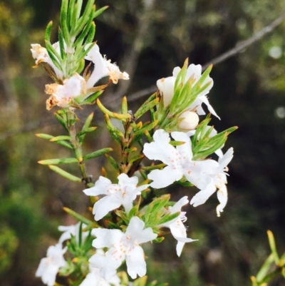 Westringia eremicola (Slender Western Rosemary) at Stromlo, ACT - 9 Nov 2019 by RWPurdie