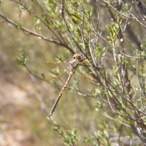 Hemicordulia tau at Jerrabomberra, NSW - 6 Nov 2019