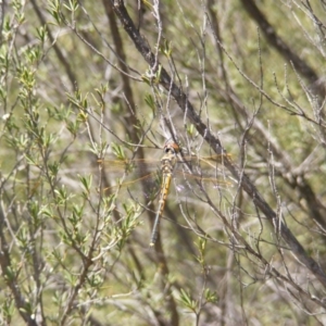 Hemicordulia tau at Jerrabomberra, NSW - 6 Nov 2019