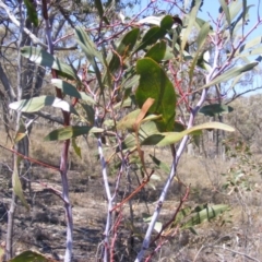 Acacia pycnantha (Golden Wattle) at Jerrabomberra, NSW - 6 Nov 2019 by MichaelMulvaney