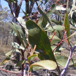 Acacia pycnantha at Jerrabomberra, NSW - 6 Nov 2019 12:57 PM