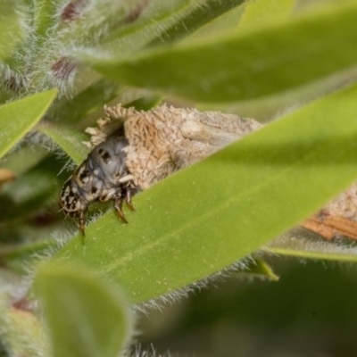 Psychidae (family) IMMATURE (Unidentified case moth or bagworm) at Hackett, ACT - 9 Nov 2019 by AlisonMilton