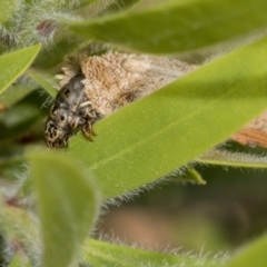 Psychidae (family) IMMATURE at Hackett, ACT - 9 Nov 2019