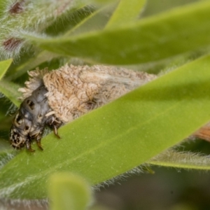 Psychidae (family) IMMATURE at Hackett, ACT - 9 Nov 2019