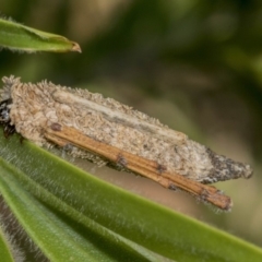 Psychidae (family) IMMATURE at Hackett, ACT - 9 Nov 2019