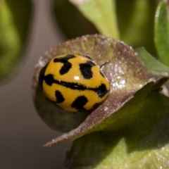 Coccinella transversalis (Transverse Ladybird) at Hackett, ACT - 9 Nov 2019 by AlisonMilton