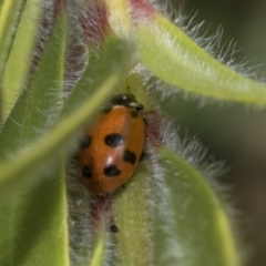Hippodamia variegata (Spotted Amber Ladybird) at Hackett, ACT - 9 Nov 2019 by AlisonMilton