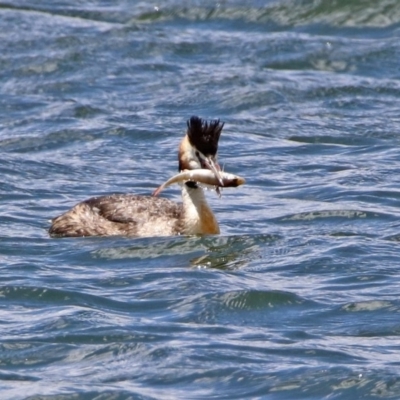 Podiceps cristatus (Great Crested Grebe) at Molonglo Valley, ACT - 8 Nov 2019 by RodDeb