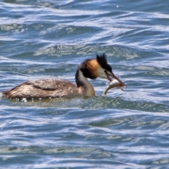 Podiceps cristatus at Molonglo Valley, ACT - 8 Nov 2019