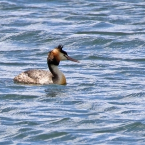 Podiceps cristatus at Molonglo Valley, ACT - 8 Nov 2019