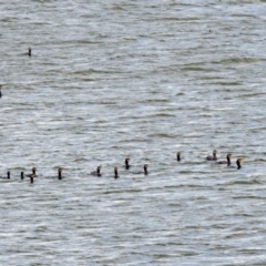 Phalacrocorax carbo (Great Cormorant) at Lake Burley Griffin West - 8 Nov 2019 by RodDeb