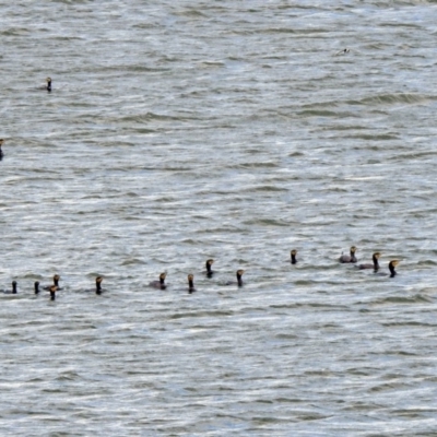 Phalacrocorax carbo (Great Cormorant) at Lake Burley Griffin West - 8 Nov 2019 by RodDeb