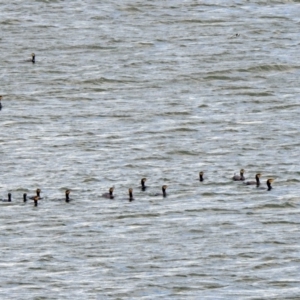 Phalacrocorax carbo at Acton, ACT - 8 Nov 2019