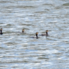 Phalacrocorax carbo at Acton, ACT - 8 Nov 2019