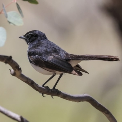 Rhipidura leucophrys (Willie Wagtail) at Hackett, ACT - 9 Nov 2019 by AlisonMilton