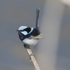 Malurus cyaneus (Superb Fairywren) at Dunlop, ACT - 20 Aug 2019 by AlisonMilton