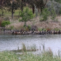 Phalacrocorax sulcirostris (Little Black Cormorant) at Lake Burley Griffin West - 8 Nov 2019 by RodDeb