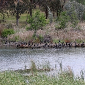 Phalacrocorax sulcirostris at Molonglo Valley, ACT - 8 Nov 2019 12:38 PM