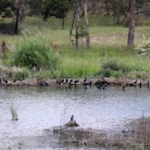 Phalacrocorax sulcirostris at Molonglo Valley, ACT - 8 Nov 2019