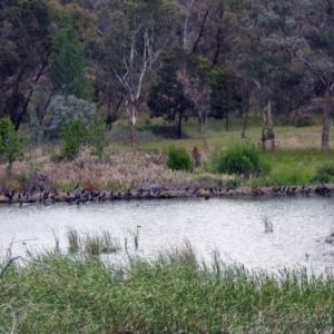 Phalacrocorax sulcirostris at Molonglo Valley, ACT - 8 Nov 2019