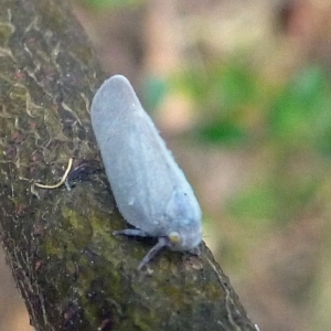 Flatidae (family) at Aranda, ACT - 14 Jan 2012 04:22 PM