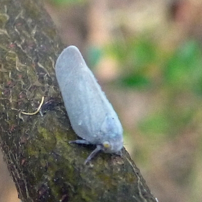 Flatidae (family) (Unidentified Flatid planthopper) at Aranda, ACT - 14 Jan 2012 by JanetRussell