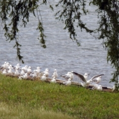 Chroicocephalus novaehollandiae (Silver Gull) at Lake Burley Griffin West - 8 Nov 2019 by RodDeb