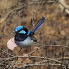 Malurus cyaneus (Superb Fairywren) at Hackett, ACT - 8 Nov 2019 by Alison Milton