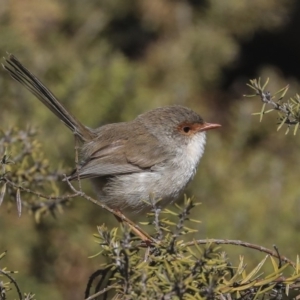 Malurus cyaneus at Hackett, ACT - 9 Nov 2019