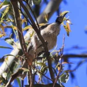 Philemon corniculatus at Hackett, ACT - 9 Nov 2019