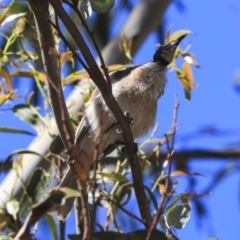 Philemon corniculatus (Noisy Friarbird) at Hackett, ACT - 8 Nov 2019 by Alison Milton