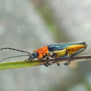 Chauliognathus tricolor at Aranda, ACT - 1 Mar 2014 12:29 PM