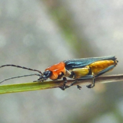Chauliognathus tricolor (Tricolor soldier beetle) at Aranda, ACT - 1 Mar 2014 by JanetRussell