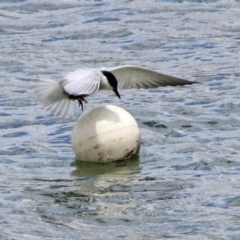 Chlidonias hybrida (Whiskered Tern) at Acton, ACT - 8 Nov 2019 by RodDeb