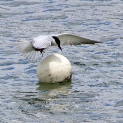 Chlidonias hybrida (Whiskered Tern) at Acton, ACT - 8 Nov 2019 by RodDeb