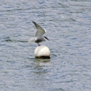 Chlidonias hybrida at Acton, ACT - 8 Nov 2019