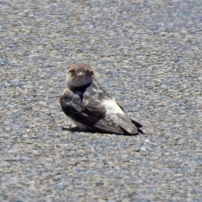 Petrochelidon ariel (Fairy Martin) at Fyshwick, ACT - 8 Nov 2019 by RodDeb