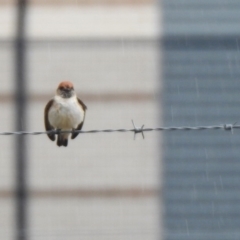 Petrochelidon ariel at Fyshwick, ACT - 8 Nov 2019 02:21 PM