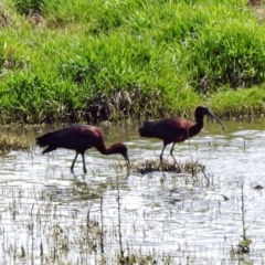 Plegadis falcinellus (Glossy Ibis) at Fyshwick, ACT - 8 Nov 2019 by RodDeb